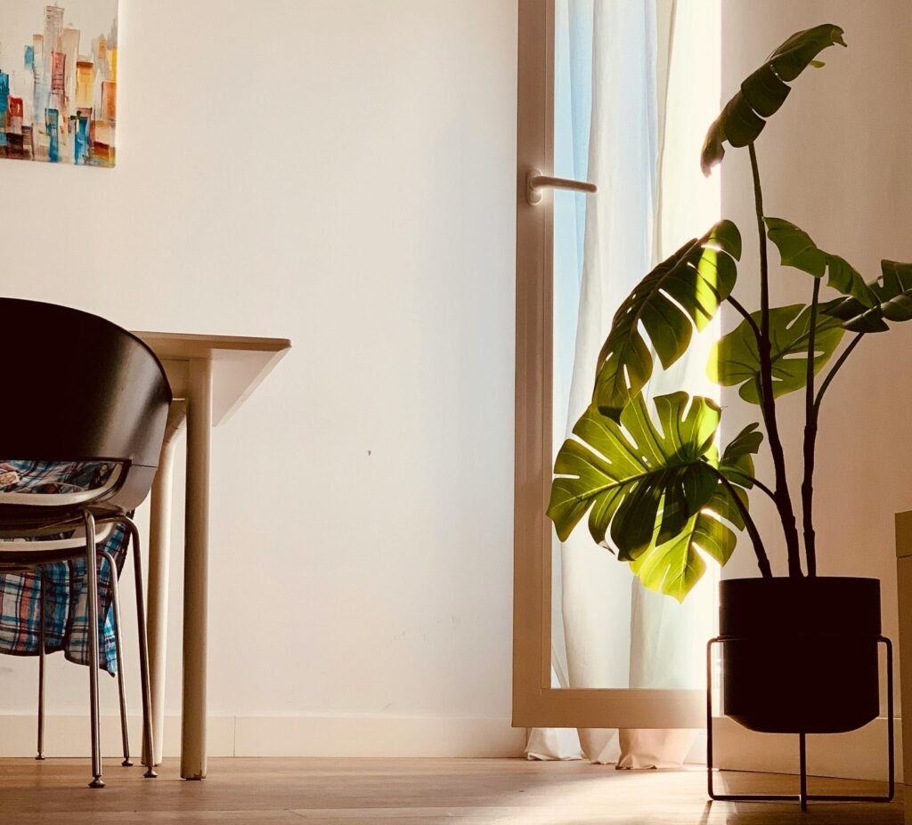 Minimalist interior with a monstera plant by a sunlit door and a modern chair.